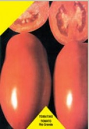 TOMATO RIO GRANDE SEEDS ΣΠΟΡΟΙ ΝΤΟΜΑΤΑ RIO GRANDE